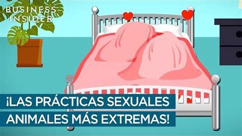 mujeres hacen sexo con animales|Las relaciones sexuales más extremas del reino animal.